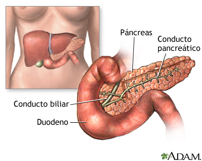El páncreas El páncreas